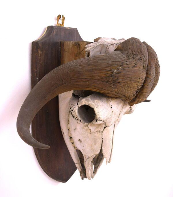 Skull and Horns Musk Ox - Image 6