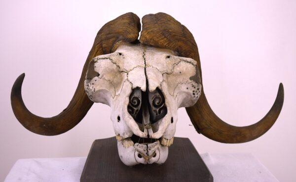 Skull and Horns Musk Ox - Image 7
