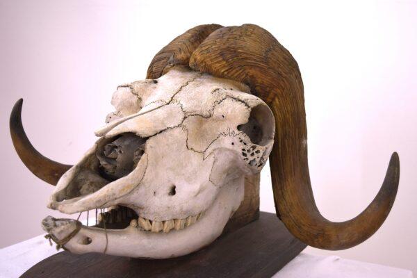 Skull and Horns Musk Ox - Image 8