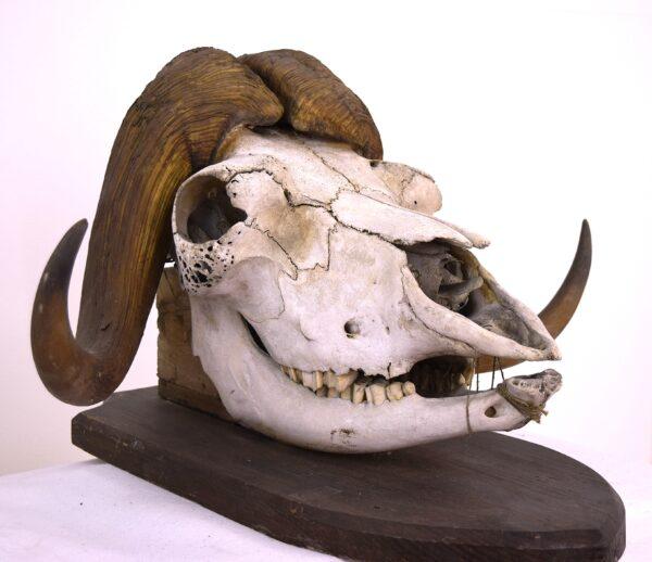 Skull and Horns Musk Ox - Image 9