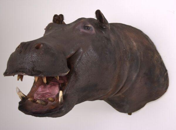 Taxidermy Head Mount Pygmy Hippopotamus - Image 2