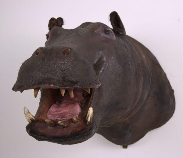 Taxidermy Head Mount Pygmy Hippopotamus - Image 3