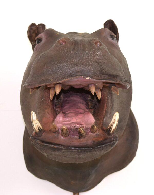 Taxidermy Head Mount Pygmy Hippopotamus - Image 4