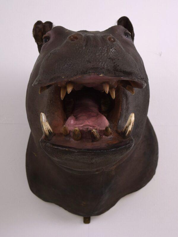 Taxidermy Head Mount Pygmy Hippopotamus - Image 5