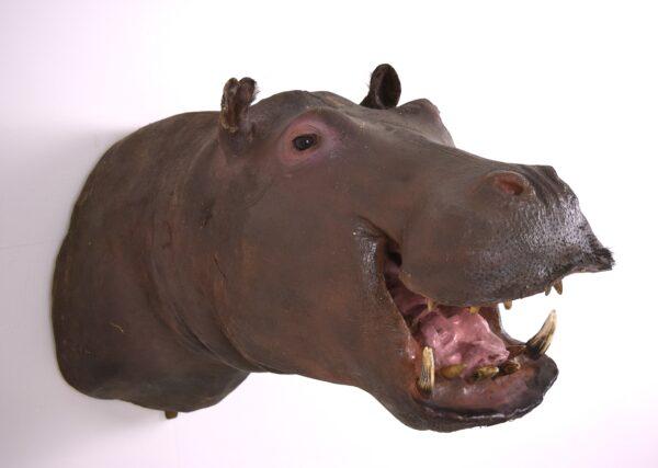 Taxidermy Head Mount Pygmy Hippopotamus - Image 6