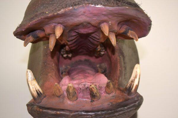 Taxidermy Head Mount Pygmy Hippopotamus - Image 7