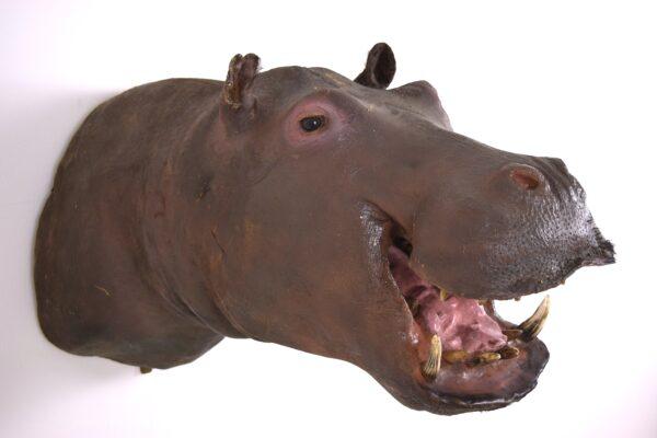 Taxidermy Head Mount Pygmy Hippopotamus - Image 8