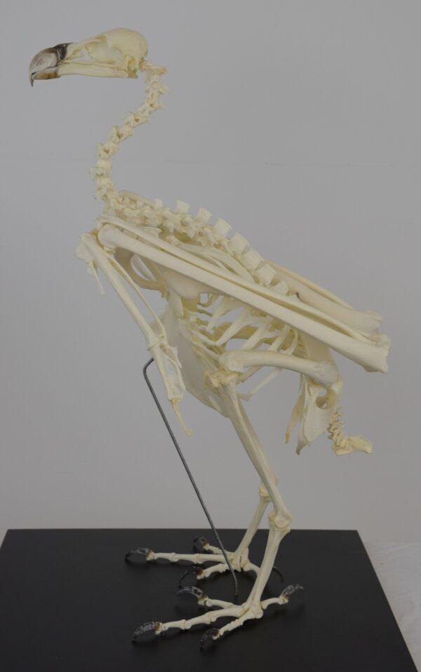 Skeleton Ruppell's Vulture