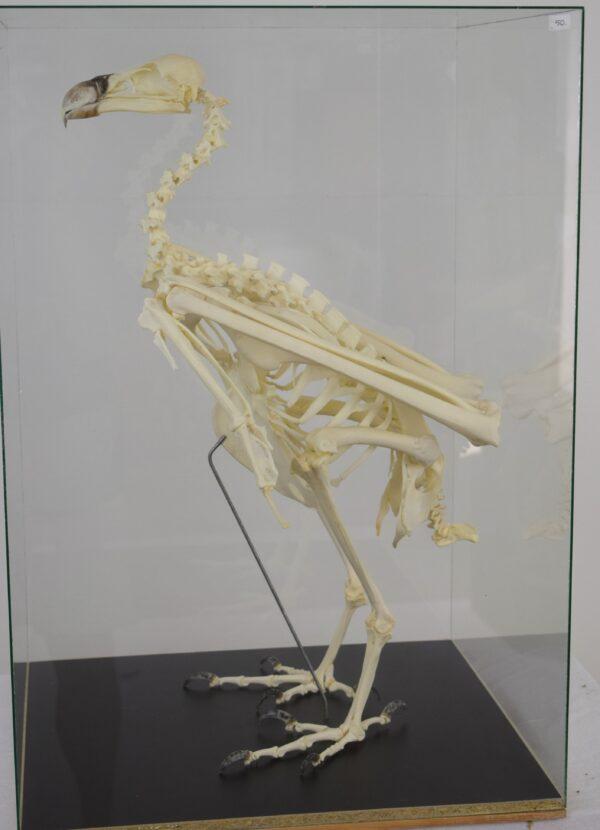 Skeleton Ruppell's Vulture - Image 8