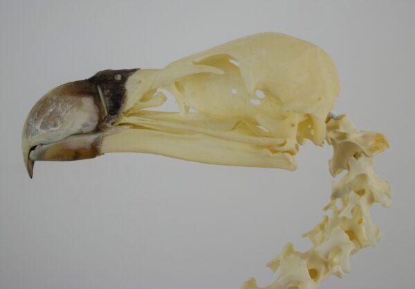 Skeleton Ruppell's Vulture - Image 2