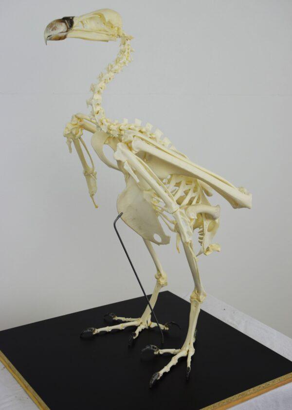 Skeleton Ruppell's Vulture - Image 3