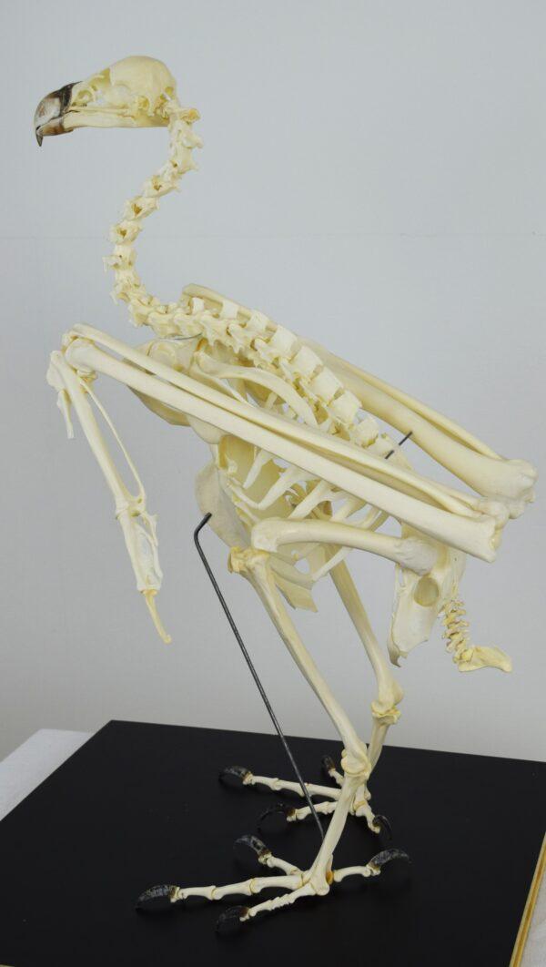 Skeleton Ruppell's Vulture - Image 4