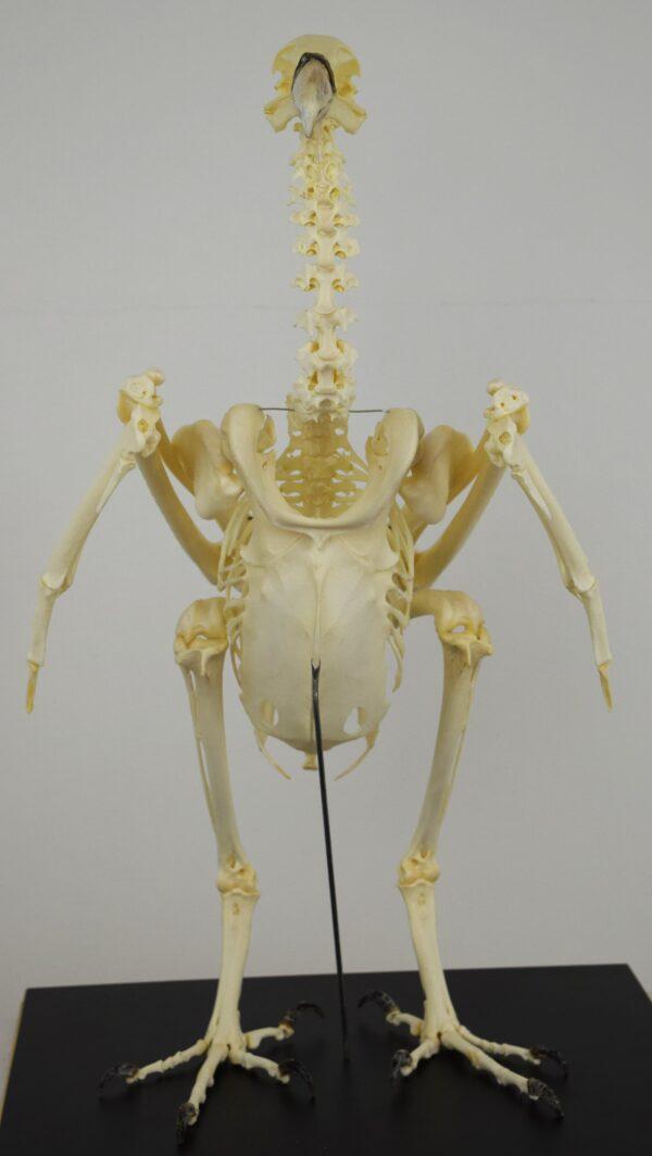 Skeleton Ruppell's Vulture - Image 5