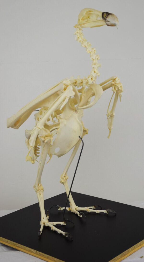 Skeleton Ruppell's Vulture - Image 6