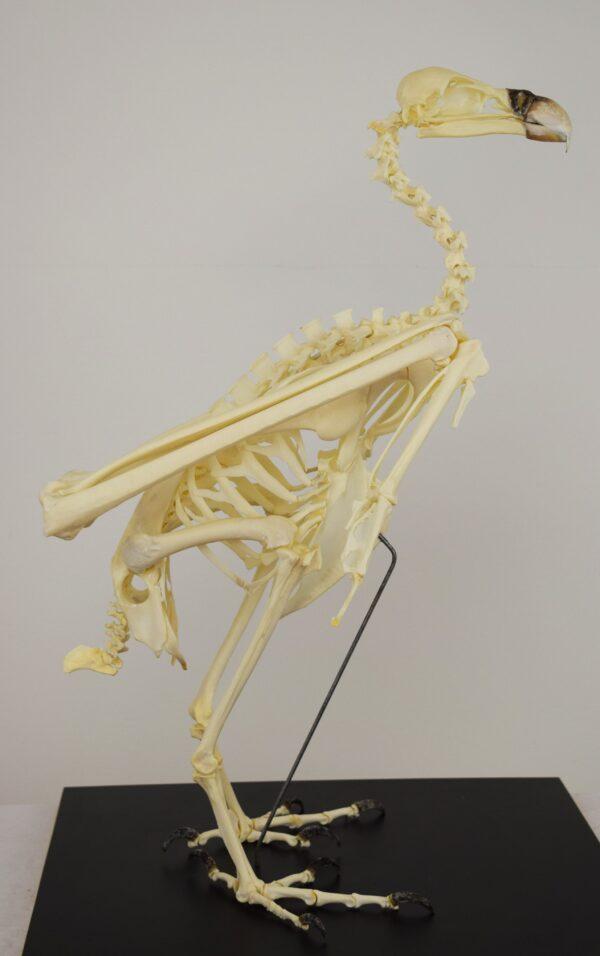 Skeleton Ruppell's Vulture - Image 7