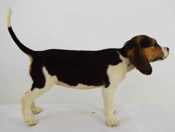 Taxidermy Puppy Bassett Hound