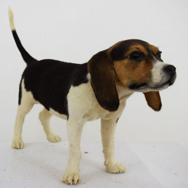 Taxidermy Puppy Bassett Hound - Image 3