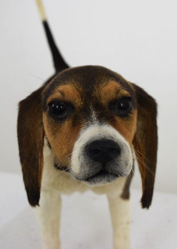 Taxidermy Puppy Bassett Hound - Image 4