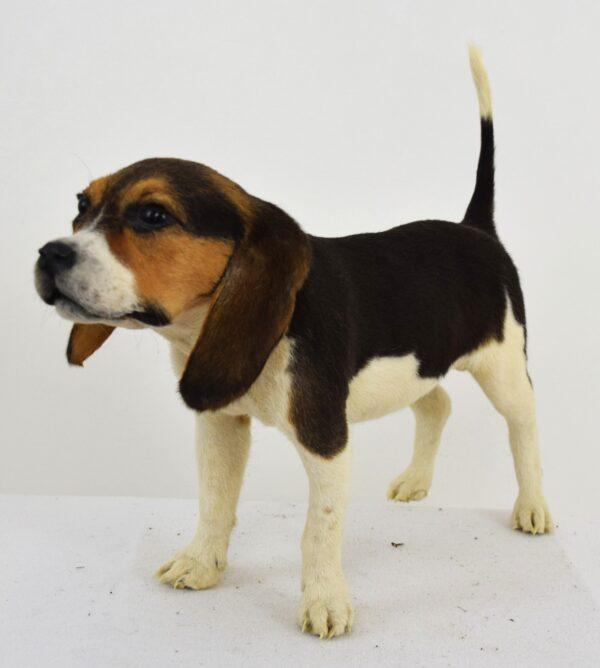 Taxidermy Puppy Bassett Hound - Image 5