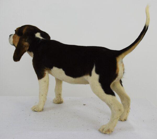 Taxidermy Puppy Bassett Hound - Image 6