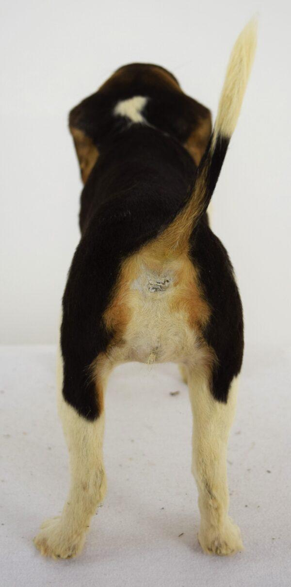 Taxidermy Puppy Bassett Hound - Image 2