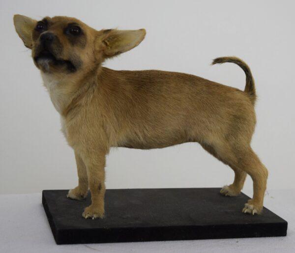 Taxidermy Puppy Chihuahua