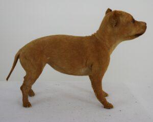 Taxidermy Puppy Chihuahua