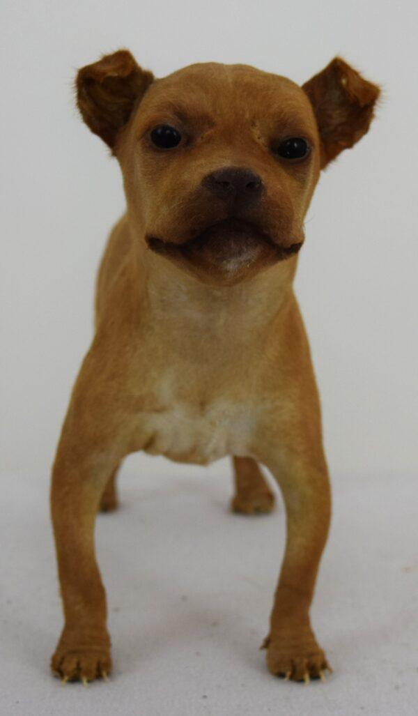 Taxidermy Puppy Chihuahua - Image 2