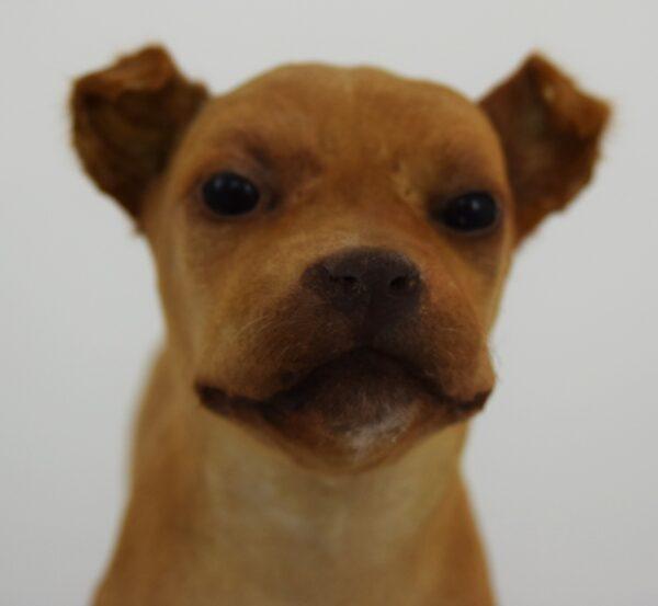 Taxidermy Puppy Chihuahua - Image 3
