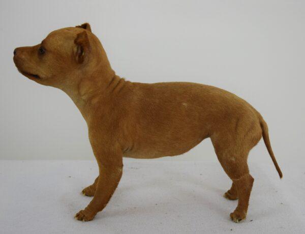 Taxidermy Puppy Chihuahua - Image 4