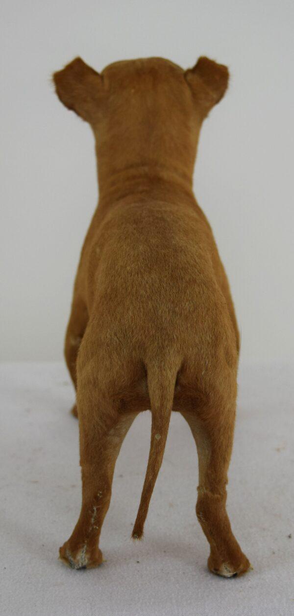 Taxidermy Puppy Chihuahua - Image 5
