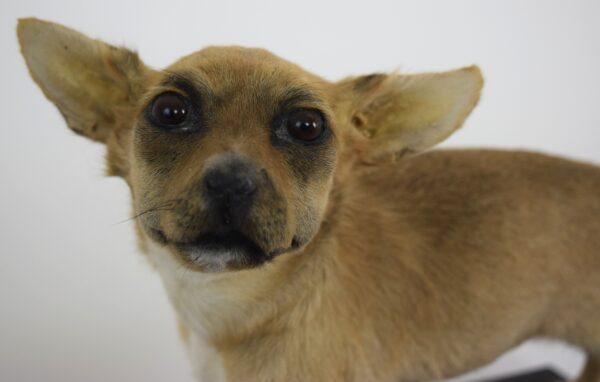 Taxidermy Puppy Chihuahua - Image 2