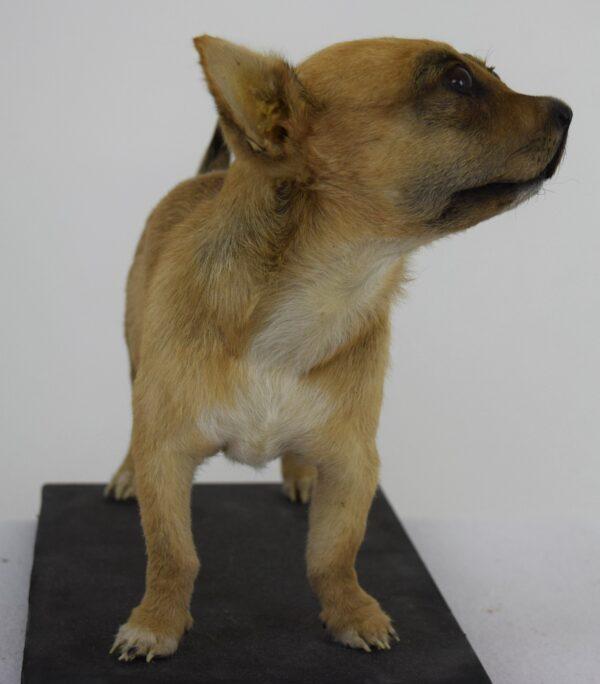 Taxidermy Puppy Chihuahua - Image 3