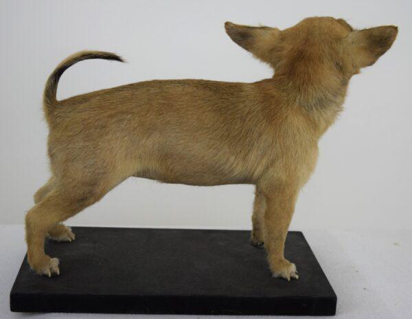 Taxidermy Puppy Chihuahua - Image 4