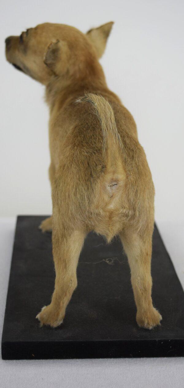 Taxidermy Puppy Chihuahua - Image 5
