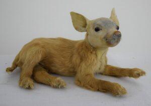 Taxidermy Freak