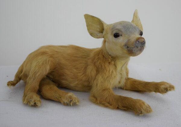 Taxidermy Freak