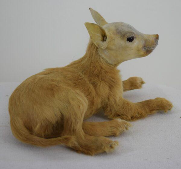 Taxidermy Freak - Image 2