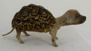 Taxidermy Freak