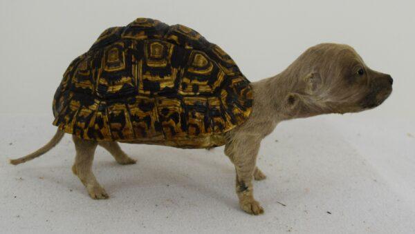 Taxidermy Freak