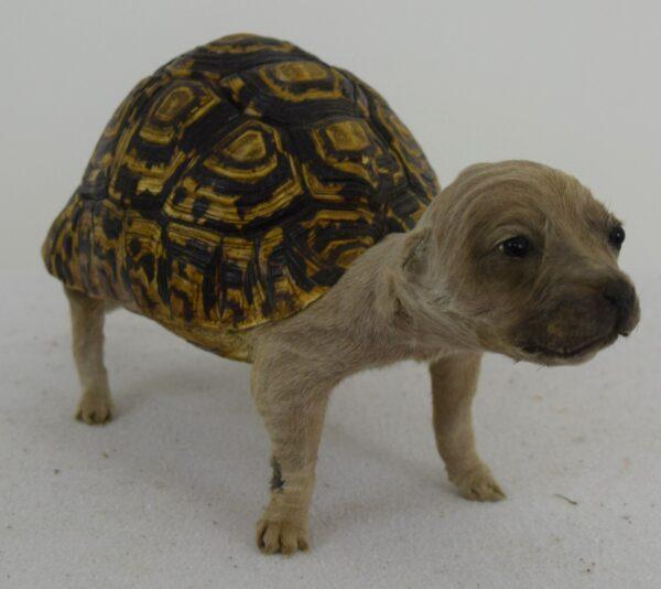 Taxidermy Freak - Image 2