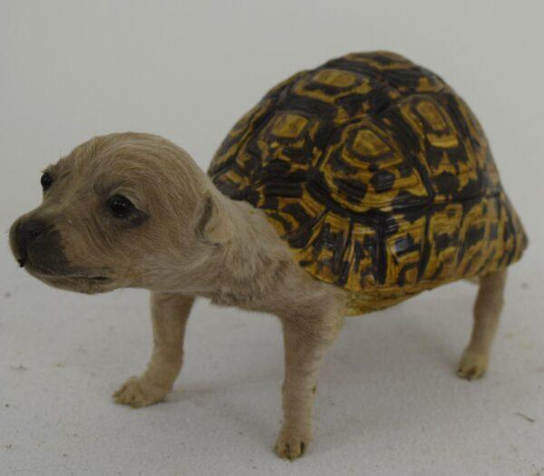 Taxidermy Freak - Image 3