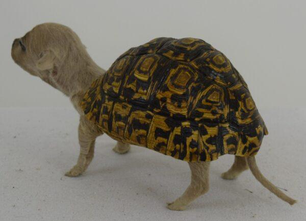 Taxidermy Freak - Image 4