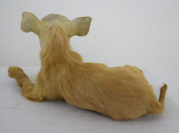 Taxidermy Freak - Image 3