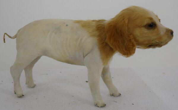 Taxidermy Freak