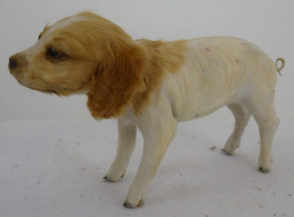 Taxidermy Freak - Image 3