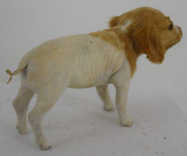 Taxidermy Freak - Image 5