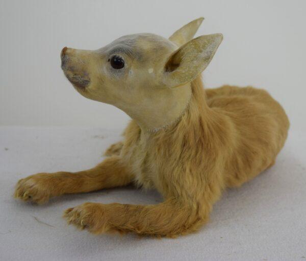 Taxidermy Freak - Image 4