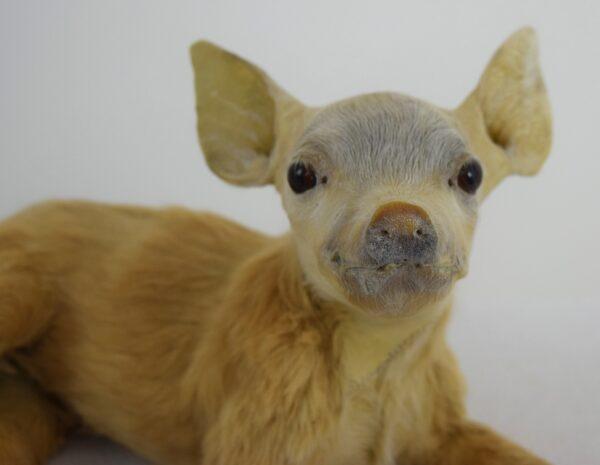 Taxidermy Freak - Image 5