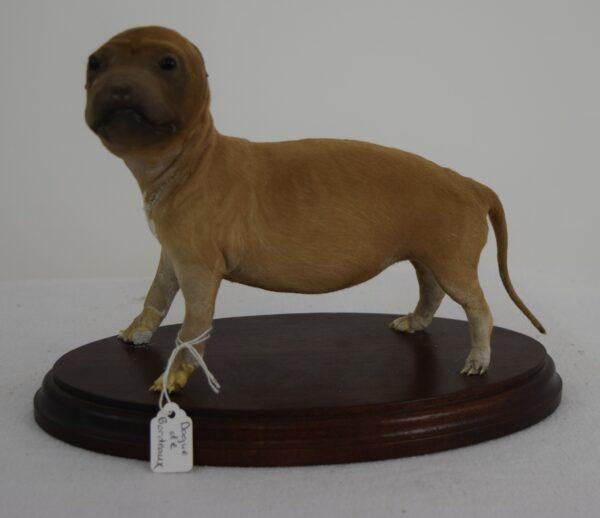 Taxidermy Puppy French Mastiff